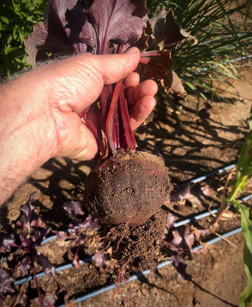 Beet Root Powder in 3 new sizes!