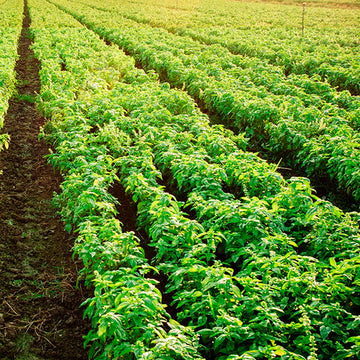 JERRY'S STORY - GROWING ORGANIC HERBS