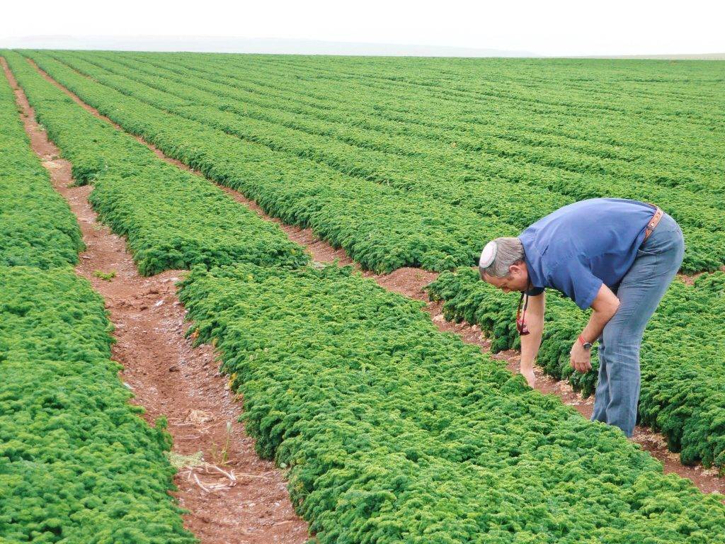 EARLY AGRICULTURE IN GALILEE