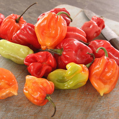 HABANEROS ARE HOT TO TROT!