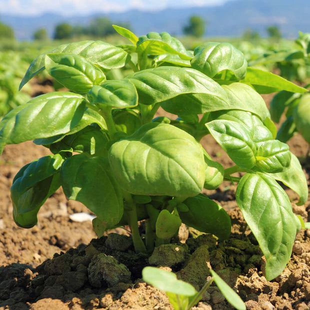 High Quality Organics Express Basil Leaf Plant