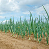 High Quality Organics Express Onion Field