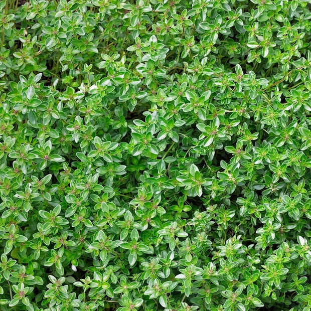 High Quality Organics Express Thyme Leaf Plant